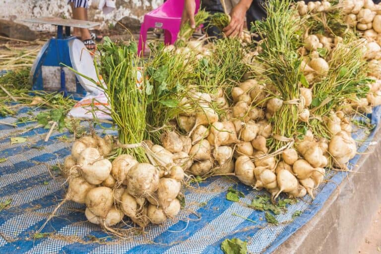 Jicama (Singkamas) Recipes by Nora