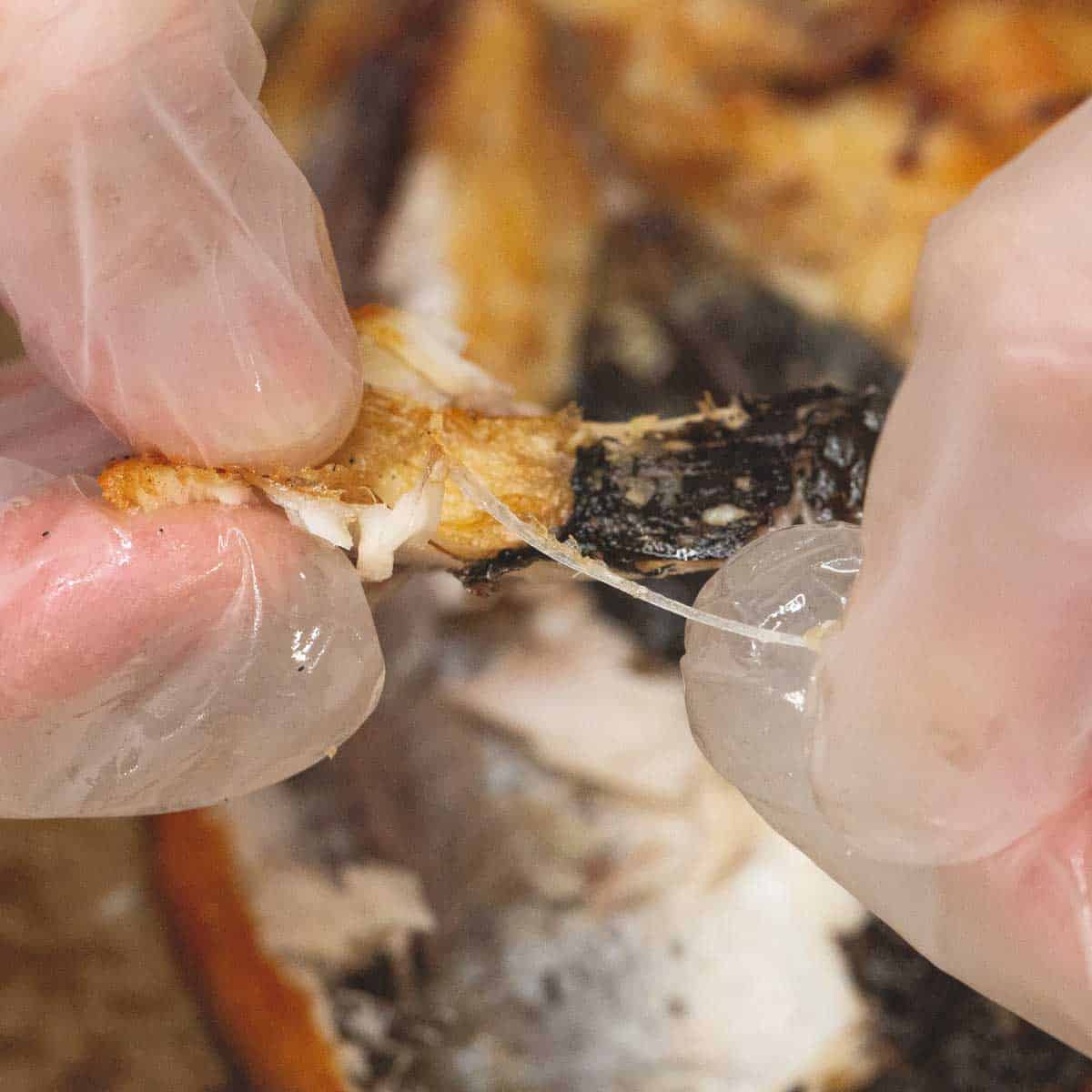 removing the bones of the bangus