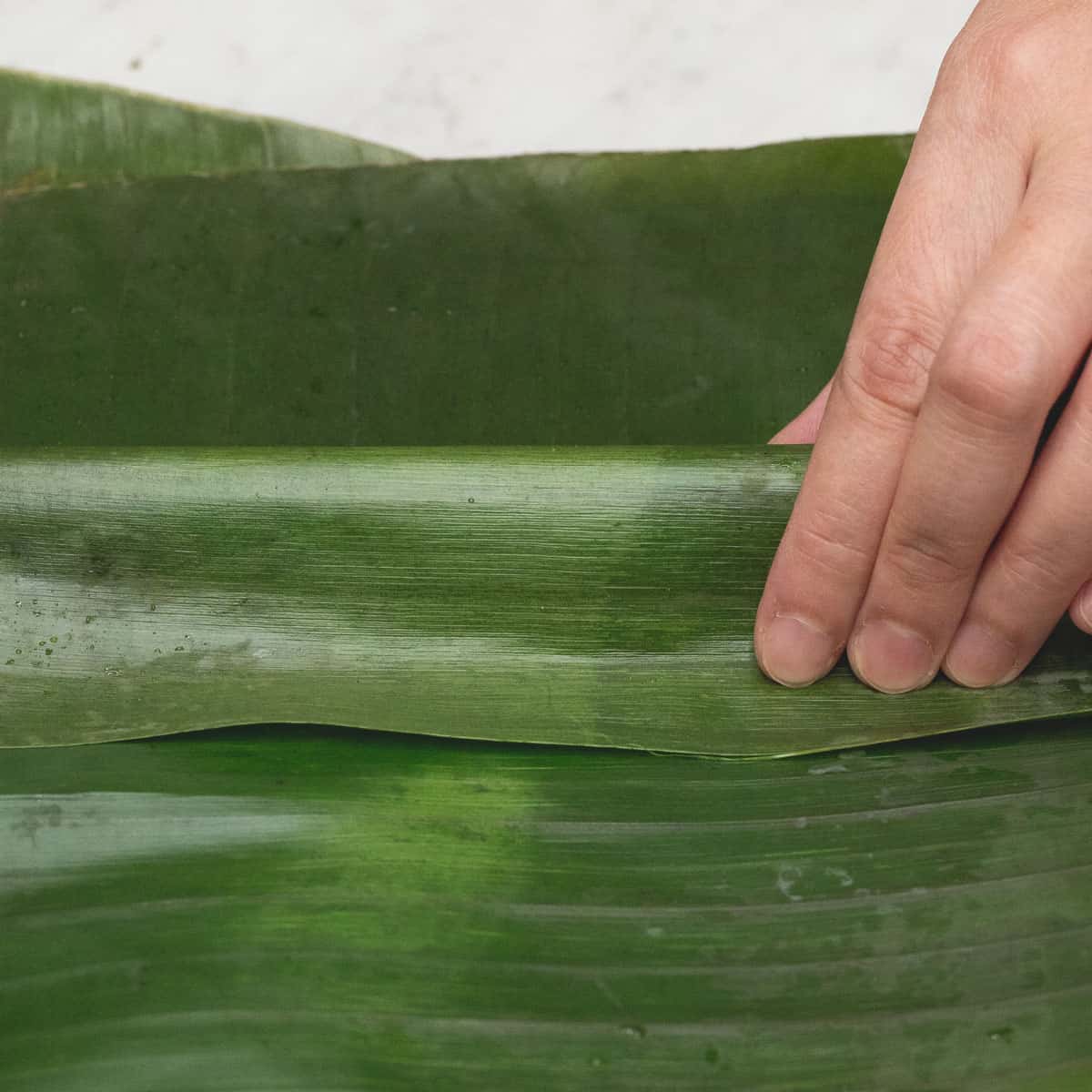 Folding the bottom of the leaf over the mixture