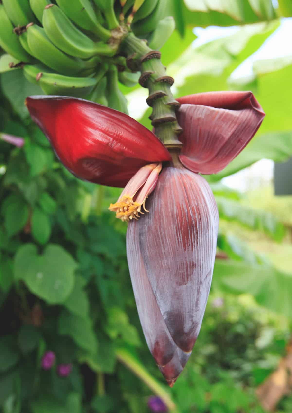 Banana blossom hanging from the end of a banana cluster.