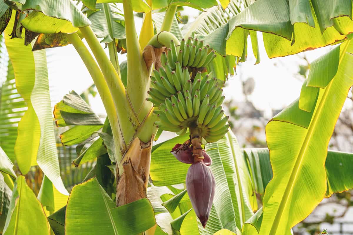 Banana blossom hanging from a banana plant.