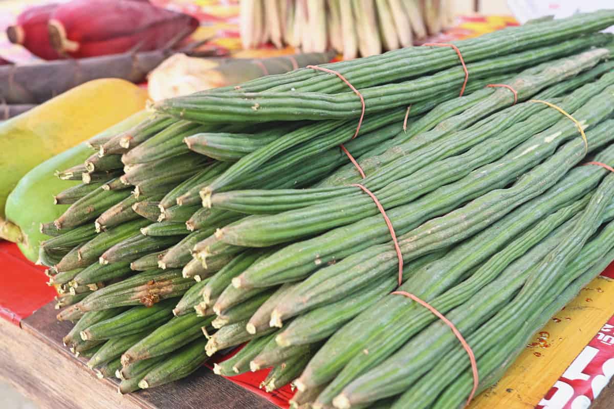 Drumstick pods in bunches