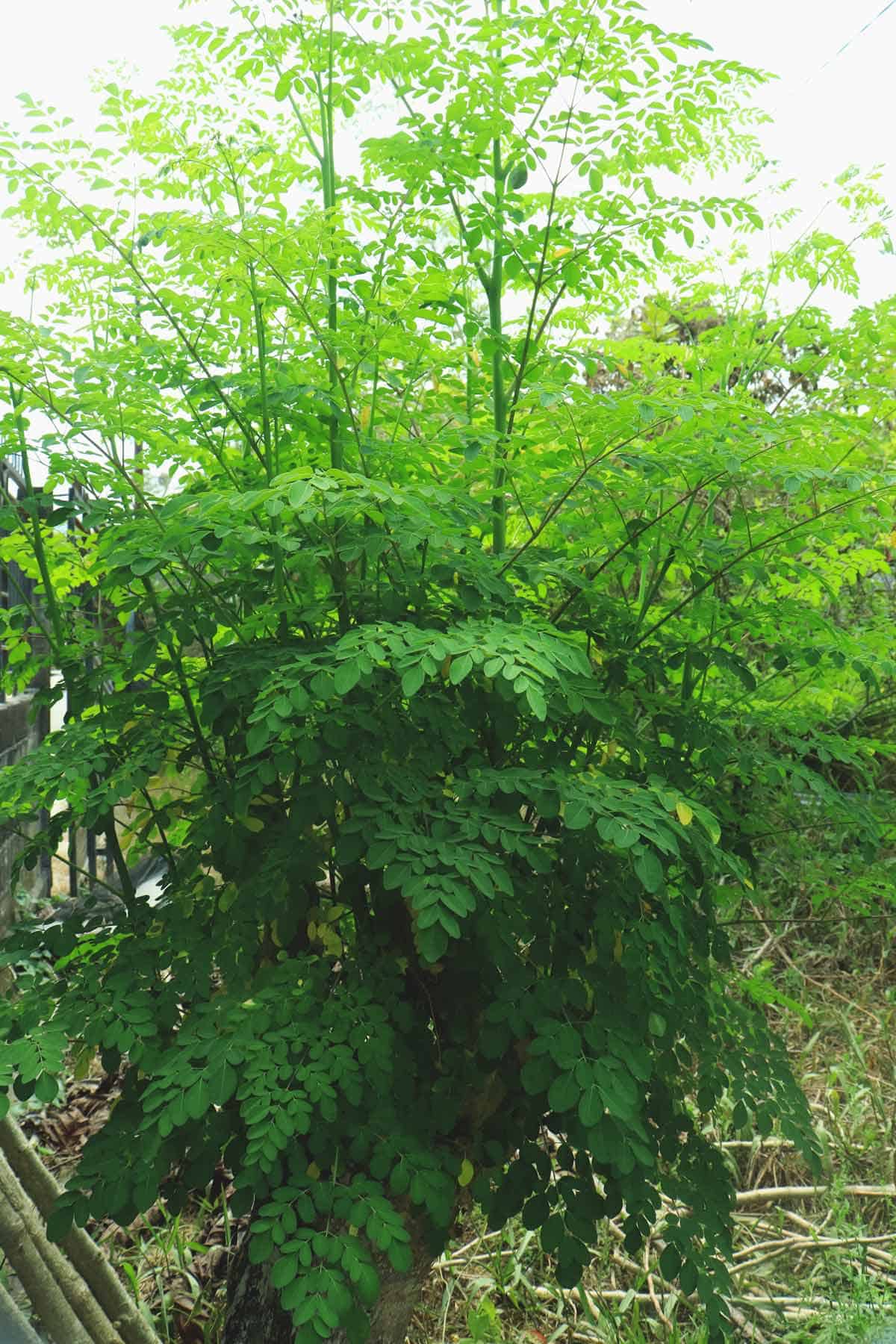 Moringa tree growing in the backyard.