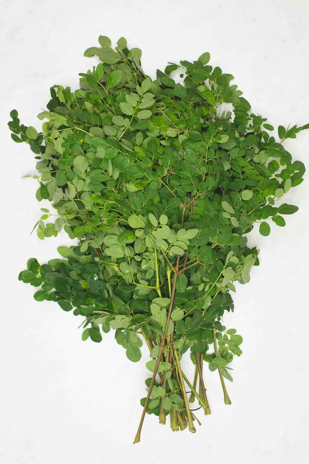 A bunch of malunggay leaves