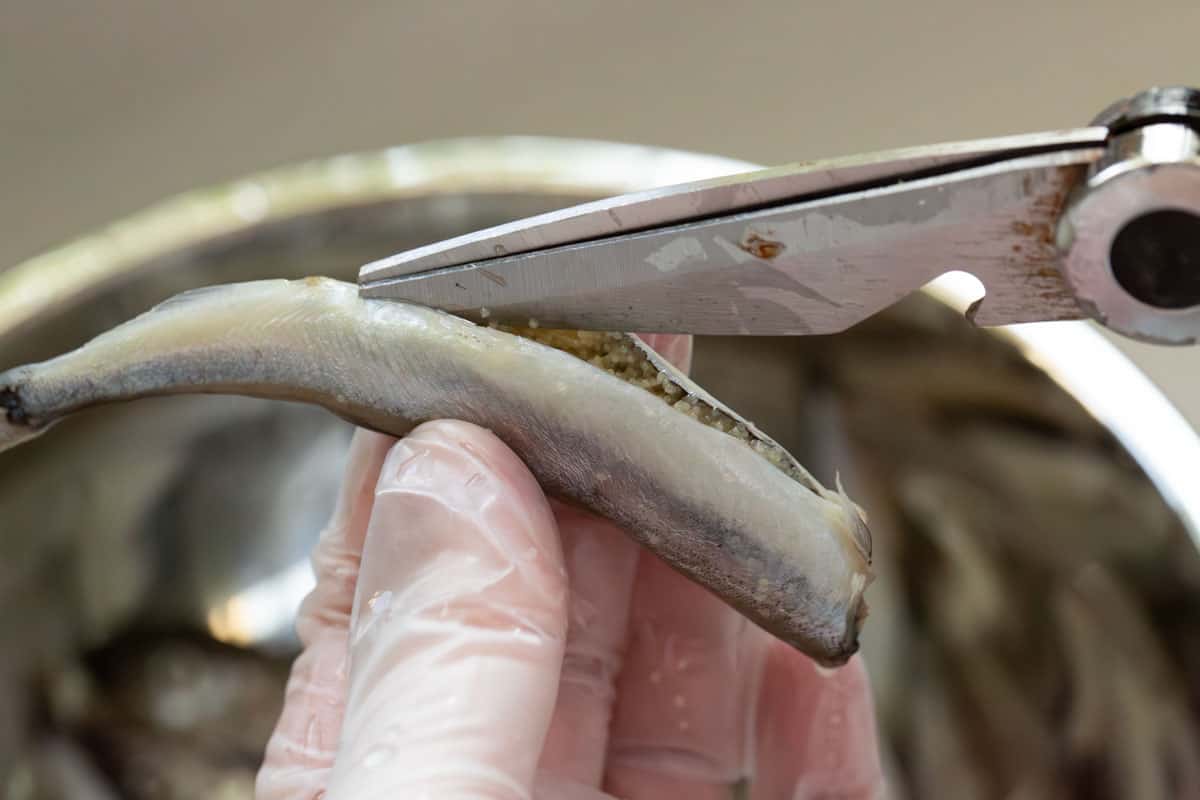 Cutting the belly of the fish with scissors.