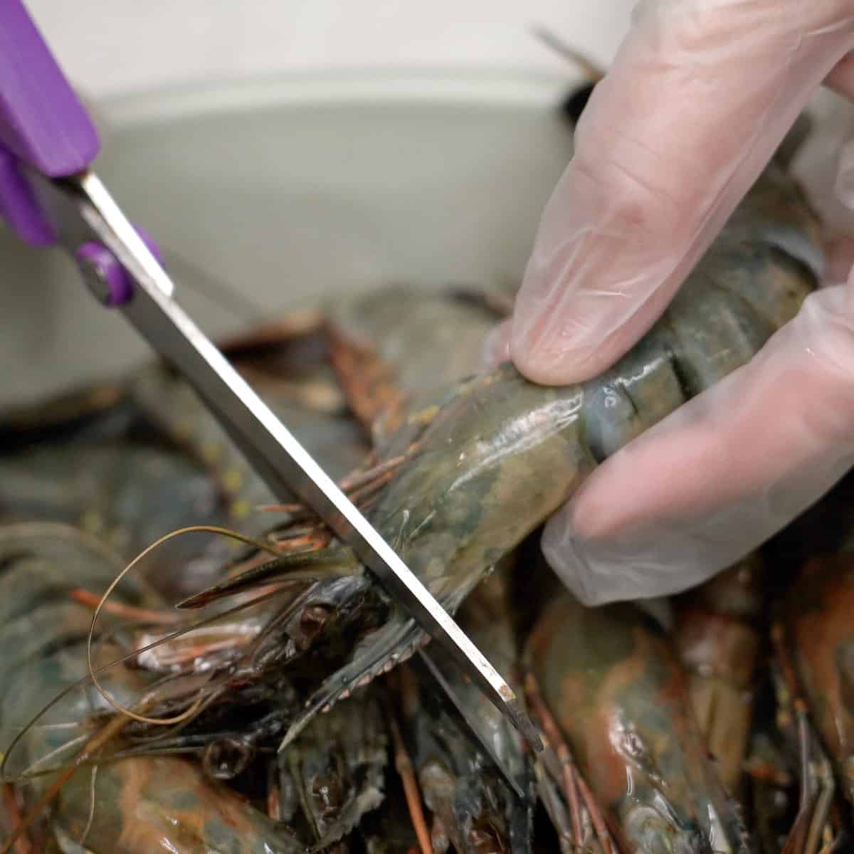 Cutting shrimp whiskers with scissors.