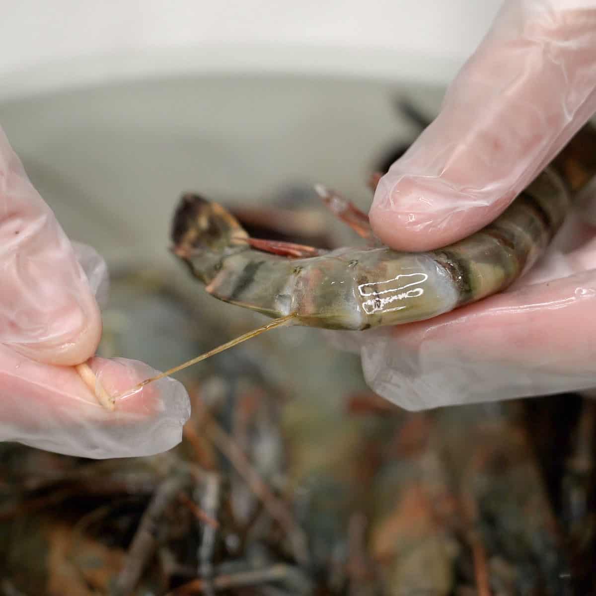 Deveining shrimp with toothpick.