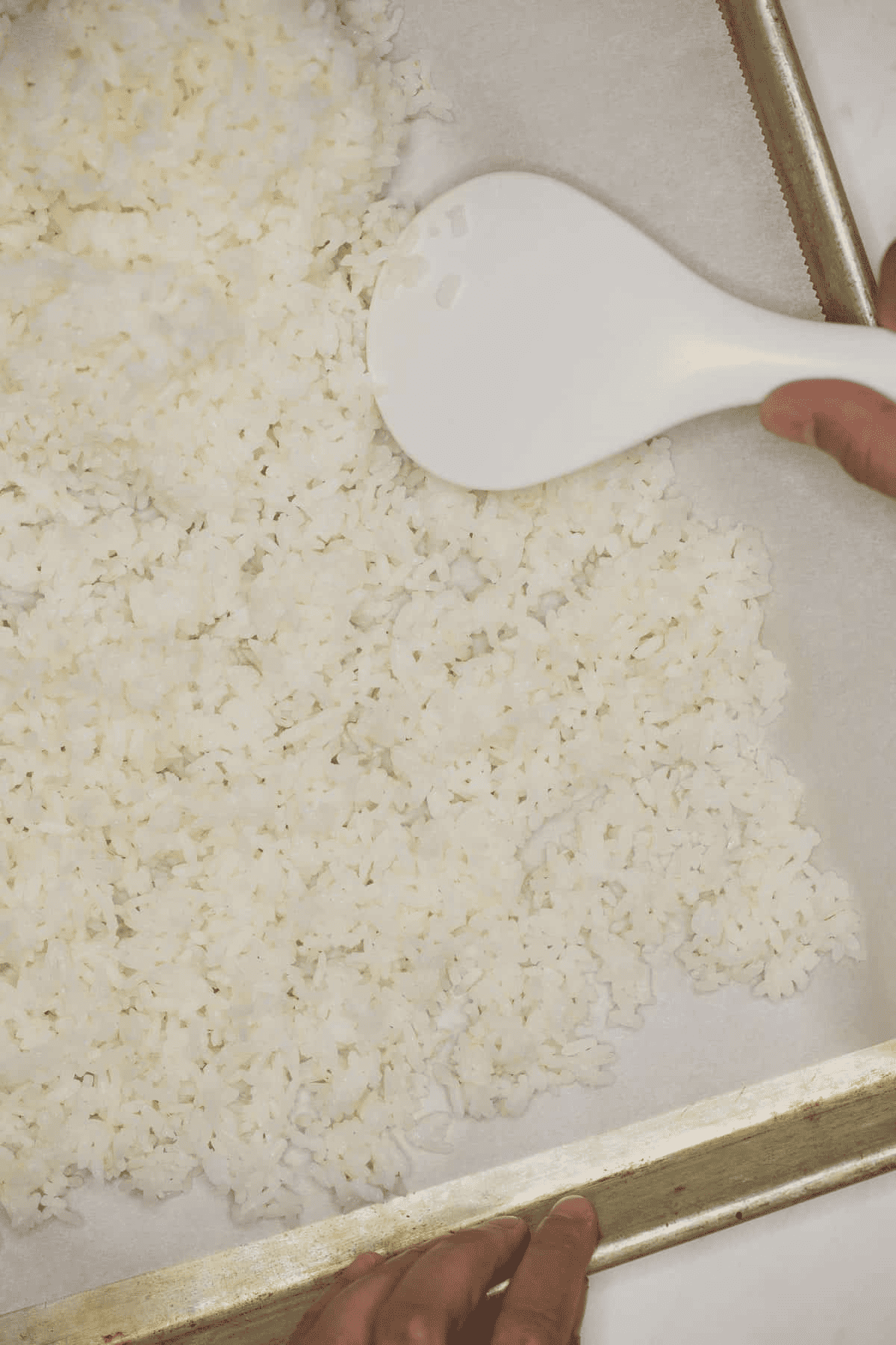 Fresh-cooked rice spread out on a parchment paper-lined  baking sheet.