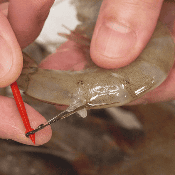 Deveining a shrimp with a toothpick.