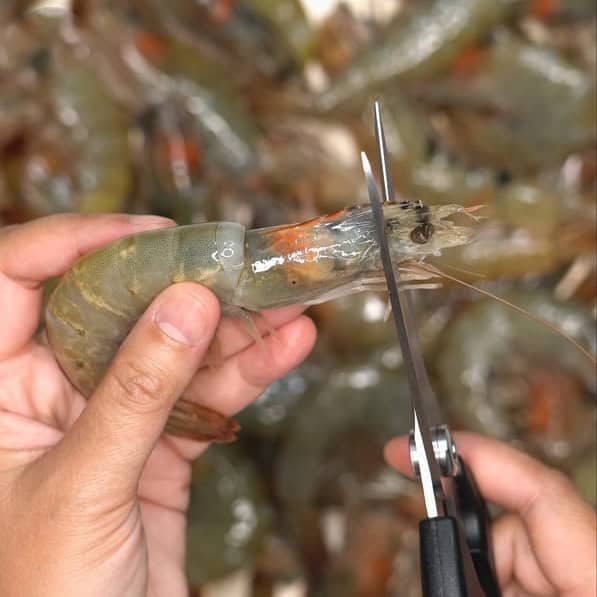 Cutting the pointy end of the shrimp and making an incision along the back.