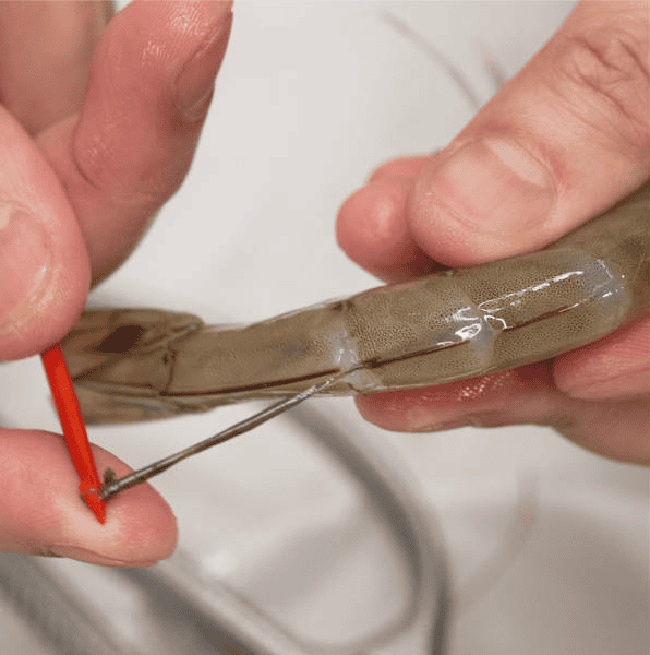 Deveining the shrimp using a skewer.