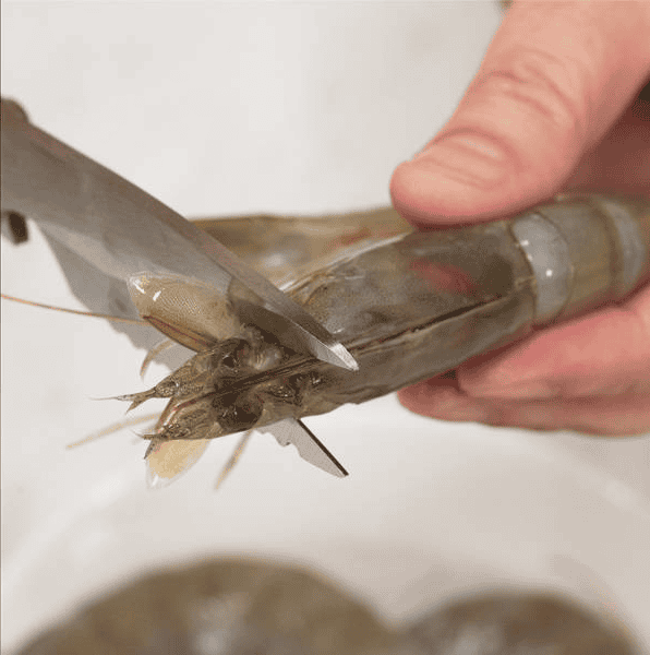 Trimming the sharp end of the shrimp.